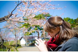 Mùa anh đào đến rồi, bỏ túi kinh nghiệm du lịch Nhật Bản vui trọn mùa hoa đi thôi