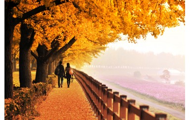 Mùa thu - Thời điểm lý tưởng cho chuyến du lịch Hàn Quốc